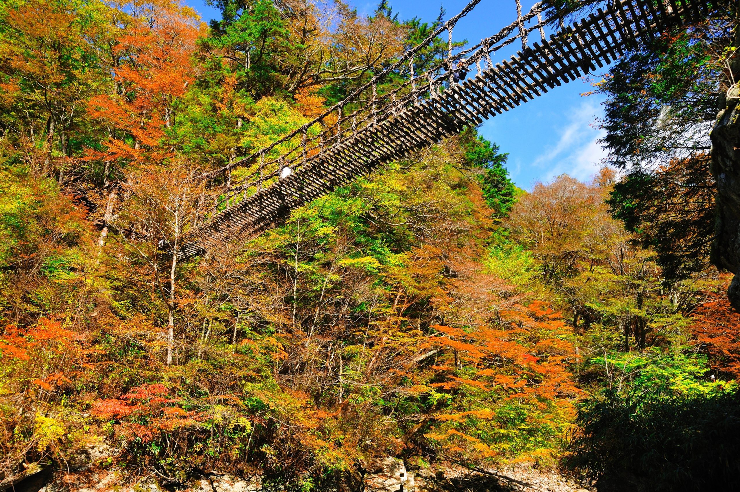 全国旅行支援対象 ええとこあるでよ 紅葉の奥祖谷二重かずら橋と祖谷渓温泉 徳島 徳島発の旅行 日帰り 国内 海外 団体 バス 保険 エアトラベル徳島