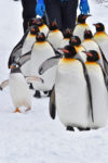 冬の北海道を満喫！流氷砕氷船と旭山動物園ペンギンのお散歩見学4日間