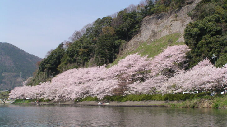 《出発確定》琵琶湖お花見クルーズ　～「海津大崎の桜」を湖と陸から～