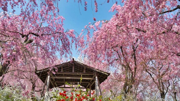 🌸ゆったりさくら旅🌸「御室 佐近」の京風フレンチと枝垂れ桜の原谷苑と御室桜の仁和寺（京都）