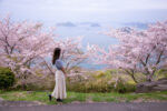 瀬戸内海を一望🌸紫雲出山（しうでやま）の桜🌸