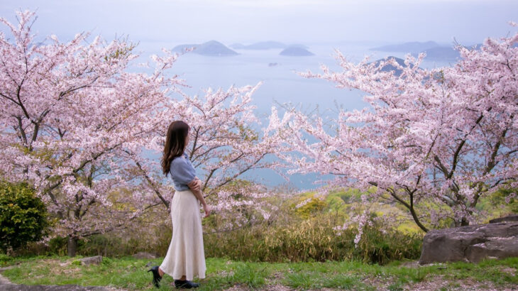 瀬戸内海を一望🌸紫雲出山（しうでやま）の桜🌸