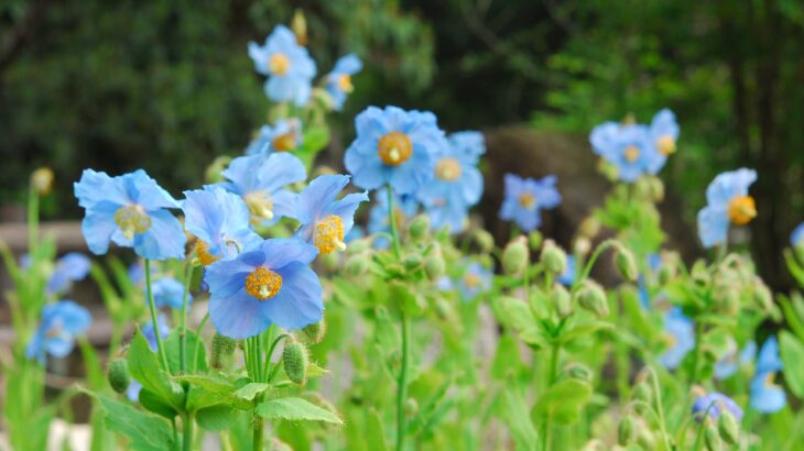 ヒマラヤの青いケシ 六甲高山植物園と神戸三田プレミアムアウトレット