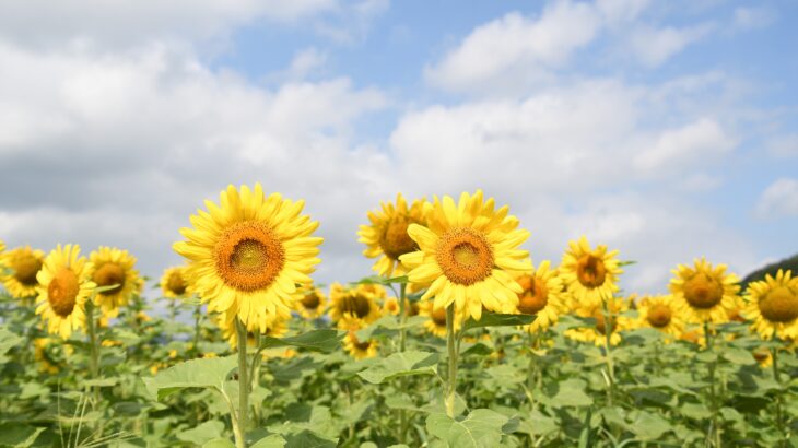夏の風物詩　南光ひまわり畑（兵庫県佐用町）　太陽に向かって咲く絶景の花畑